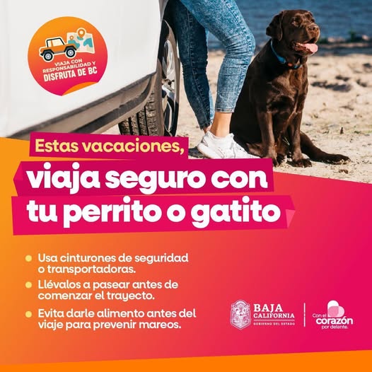 Lee más sobre el artículo Estas vacaciones de Semana Santa, asegúrate de que tu perrito o gatito viaje cómodo y seguro.